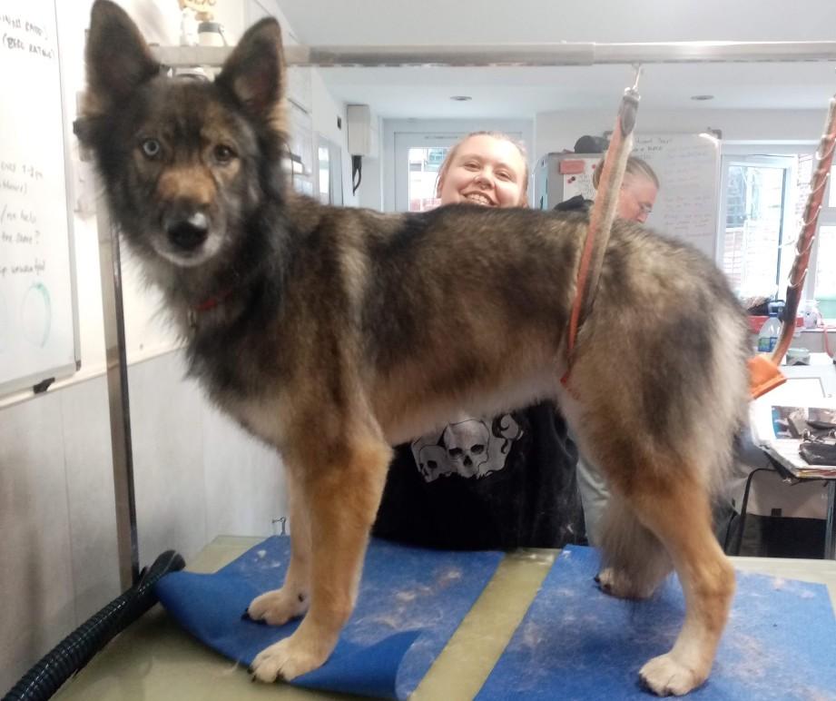 Groomed dog at Misty's